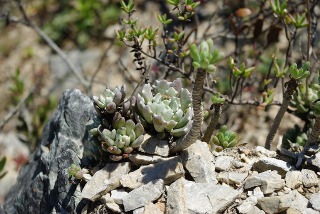 Senecio scaposus ssp. addoensis