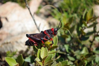The grasshopper of South Africa