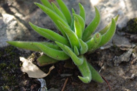 Crassula mesembryantoides